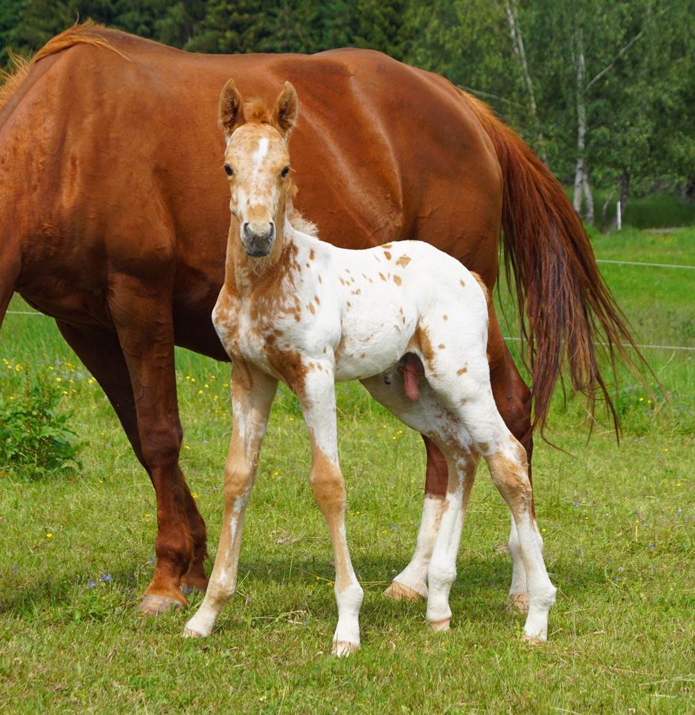 Appaloosa For Sale Europe